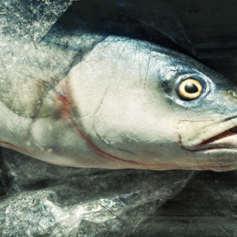 The Bay - Nach Angst kommt Panik - Blu-ray Cover