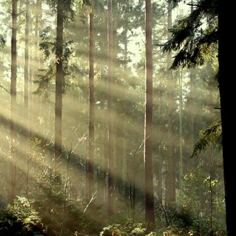 Timo Roses Nature - Szenenbild