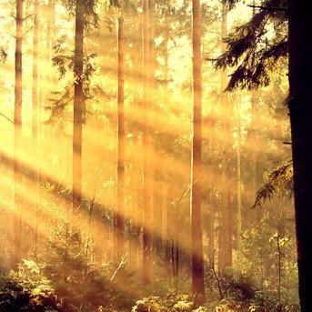 Timo Roses Nature - Szenenbild