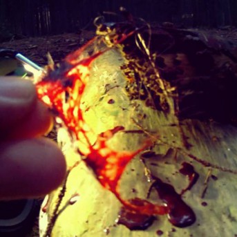 Timo Roses Nature - Szenenbild