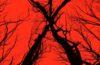 Blair Witch 2016 Film DVD Poster Found Footage